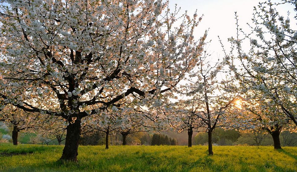 Cherry blossom (Baselland Tourismus)